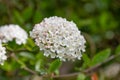 Burkwood Viburnum burkwoodii, cluster of white, scented flowers